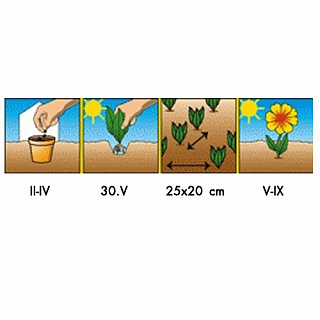 Разноцветный